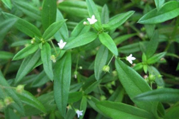 古人被蛇虫咬伤怎么办？这些中药来救急！