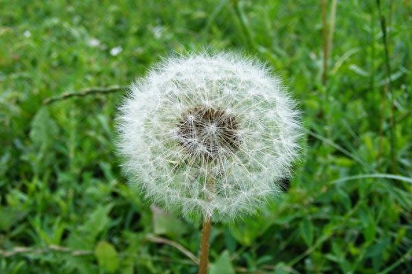 古人被蛇虫咬伤怎么办？这些中药来救急！