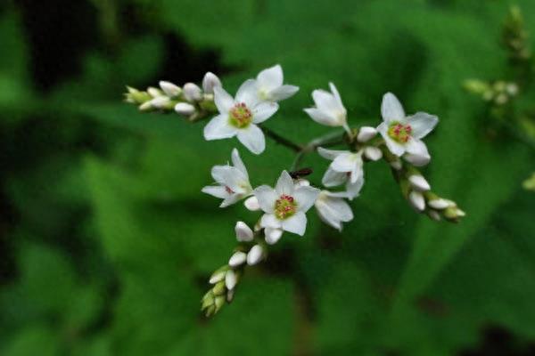 古人被蛇虫咬伤怎么办？这些中药来救急！