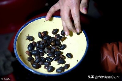 ​五大养殖致富骗局，养殖户要谨慎！