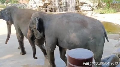 ​大象为什么被赋予很多美好的寓意？