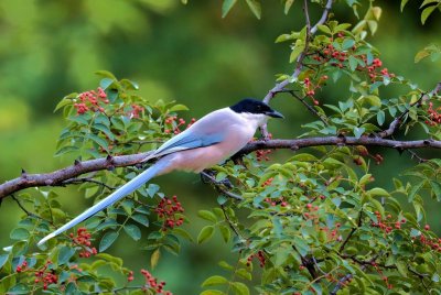 ​常见鸟类——灰喜鹊