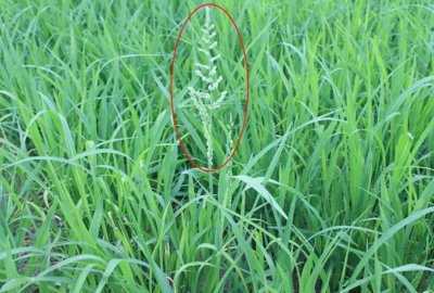 ​稗，又称稗草、稗子，有3大作用，价值极高，农民朋友要了解！