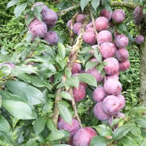 ​三华李你真正了解它的价值和作用吗