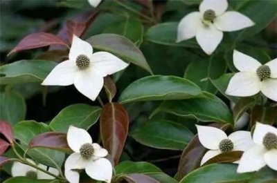 ​四照花的主要价值是什么？四照花有哪些价值？