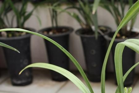 建兰小凤仙怎么养