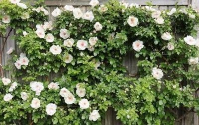 ​杰奎琳杜普蕾月季的花期