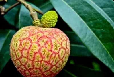 ​全球仅存1株母树！2002年，一颗果子卖出55.5万