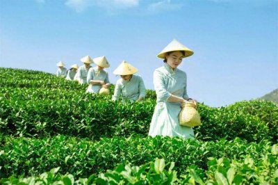 ​我国龙井茶哪里产的最好？中国十大龙井茶产地，你认为哪的最香？