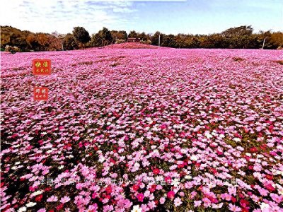 ​龙灵山是否能成为武汉经开区第一座国家4A级旅游景区？