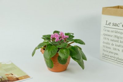 ​非洲堇夏天怎么养