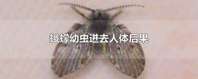 ​蛾蠓幼虫会进去人吗 蛾蠓幼虫在身体里能活吗