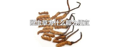 ​断虫草多少一克 冬虫夏草断草的价位大概是多少