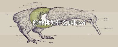 ​猕猴桃kiwi怎么读 kiwi