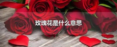 ​玫瑰花33朵代表什么意思? 33朵玫瑰花是代表什么意思
