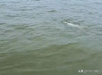 ​判刑鱼？湖北小伙钓起一条“怪鱼”，得知身份后慌忙放生