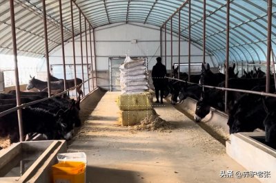 ​新手养驴需要注意什么？