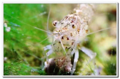 ​水族百科黑壳虾繁殖