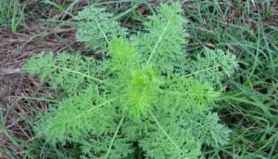 ​农村俗称的“麦蒿”是一种什么样的植物