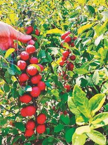 ​巴彦 欧李成就甜蜜事业