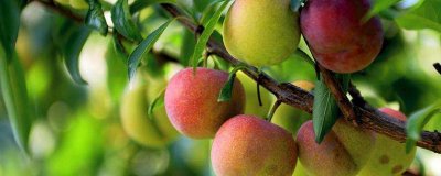 ​鸡蛋和李子一起吃行吗