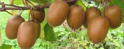 ​猕猴桃怎么熟的快