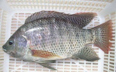 ​罗非鱼属于淡水鱼吗-（罗非鱼是淡水鱼还是海水鱼）