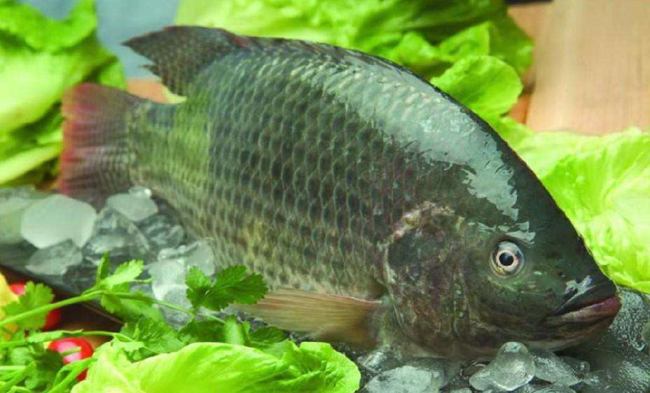 罗非鱼属于淡水鱼吗-（罗非鱼是淡水鱼还是海水鱼）(图3)