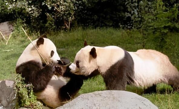 成都三日游最佳攻略（成都十大景点）(28)