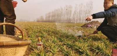 ​坟地栽什么树人财两旺（坟前三树家富人兴旺指的哪三种树）