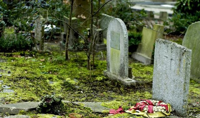 坟地栽什么树人财两旺（坟前三树家富人兴旺指的哪三种树）