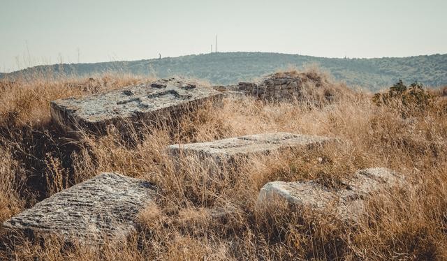 坟地栽什么树人财两旺（坟前三树家富人兴旺指的哪三种树）