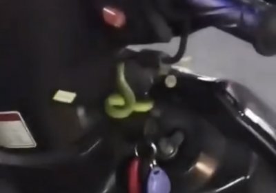 ​被竹叶青蛇咬到会死吗（青竹蛇毒性是否致命，有生命危险吗）