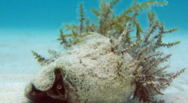 海螺煮多久杀死寄生虫,海螺蒸5分钟还有寄生虫吗图1