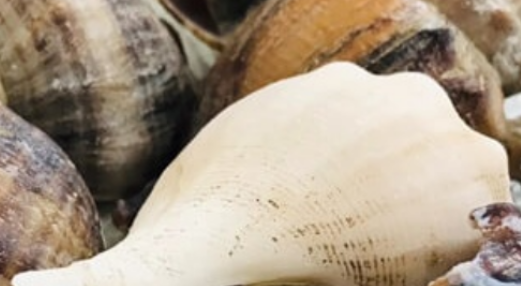 海螺煮多久杀死寄生虫,海螺蒸5分钟还有寄生虫吗图2