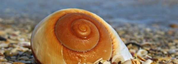 海螺煮多久杀死寄生虫,海螺蒸5分钟还有寄生虫吗图3