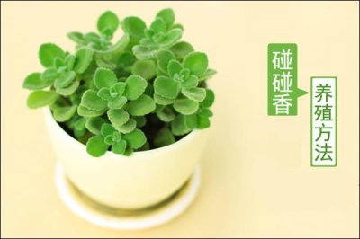 ​碰碰香的养殖方法！