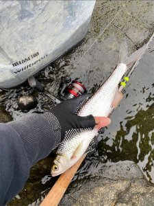 ​筷子长的餐条？广东钓友，钓起许多大型餐条鱼，看起来像小草鱼