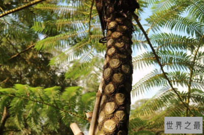 ​世界十大上濒临灭绝的植物 尸香魔芋上榜，第一名为笔筒树