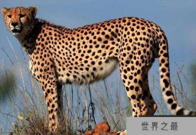 ​世界十大最危险的狩猎动物 非洲草原象排名第一