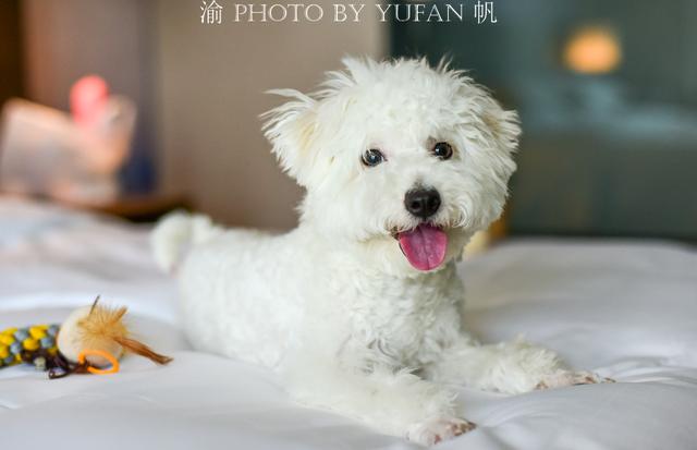 重庆洪崖洞旅游攻略大全（重庆这八个地方让你忘掉洪崖洞和穿楼轻轨）(53)