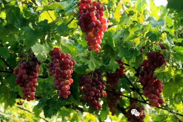 大连近郊游一日游攻略大全（国庆中秋超长假期将至）(13)