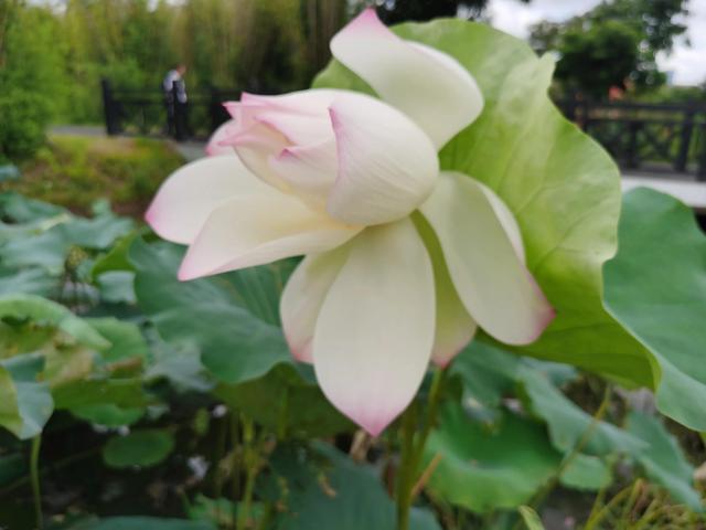 游玩广州海珠湿地公园（海珠湿地公园游）(20)