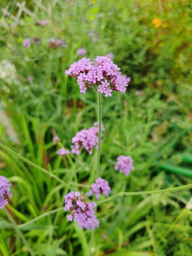 游玩广州海珠湿地公园（海珠湿地公园游）(46)