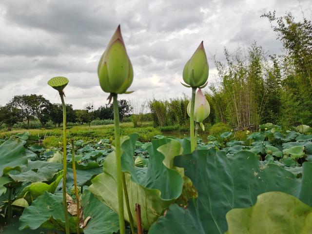 游玩广州海珠湿地公园（海珠湿地公园游）(22)