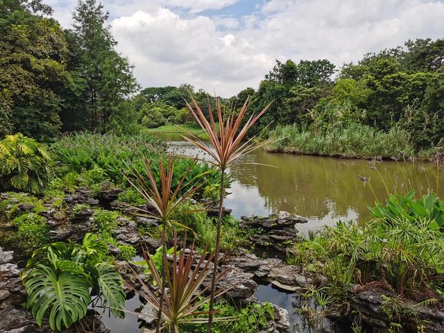 游玩广州海珠湿地公园（海珠湿地公园游）(65)