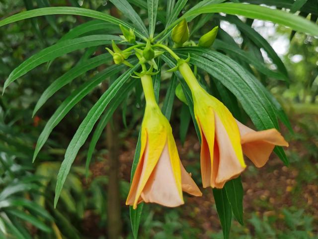 游玩广州海珠湿地公园（海珠湿地公园游）(76)