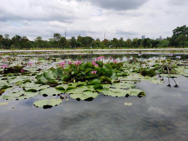 游玩广州海珠湿地公园（海珠湿地公园游）(28)