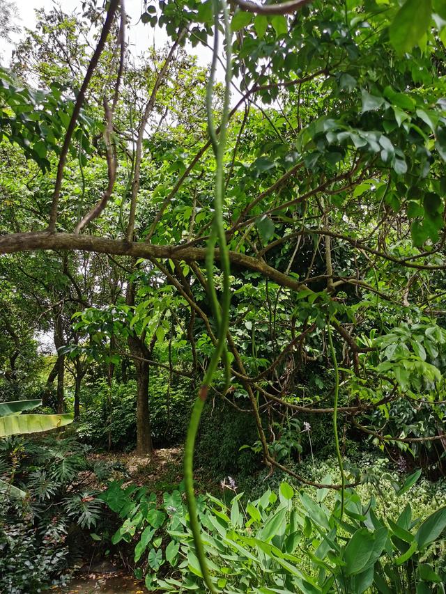 游玩广州海珠湿地公园（海珠湿地公园游）(56)