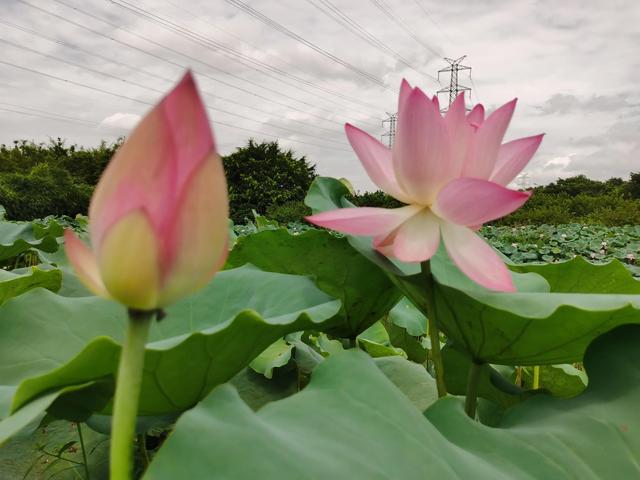 游玩广州海珠湿地公园（海珠湿地公园游）(8)